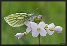 Klein Geaderd Witje, Green-veined White, Pieris napi Location: Wierden, the Netherlands klein geaderd witje D2 5323 kopie